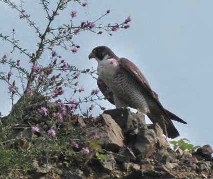 Silver Bay birding